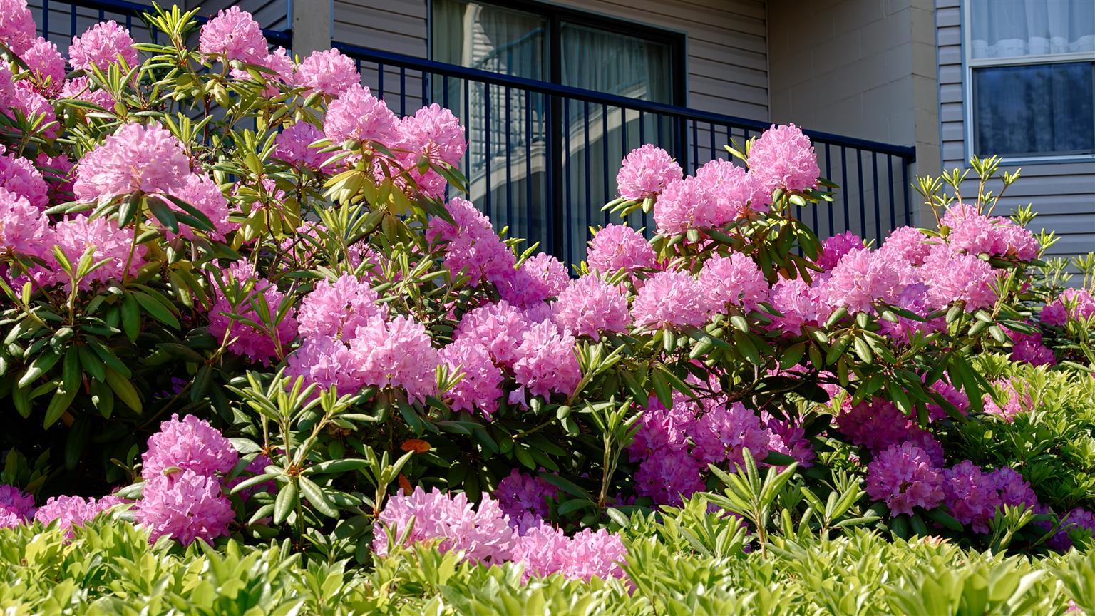 Best Western Northgate Nanaimo Exterior foto